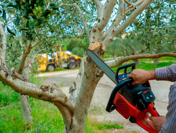 Tree Health Inspection in Nome, AK